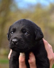 Лабрадор ретривер щенки клубные,  чёрного и шоколадного окраса.