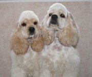 Американский кокер спниель