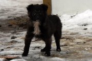 Отдам в хорошие руки щенка (девочку)